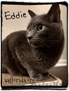 Eddie