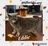 Eddie