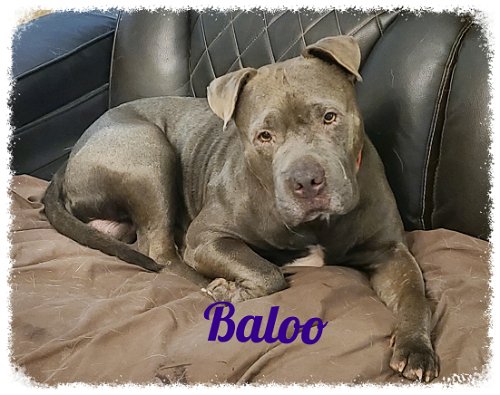 Baloo dog