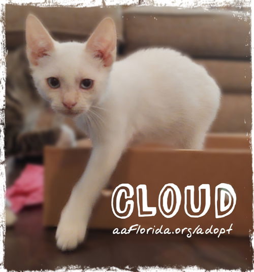 Cloud 2021
