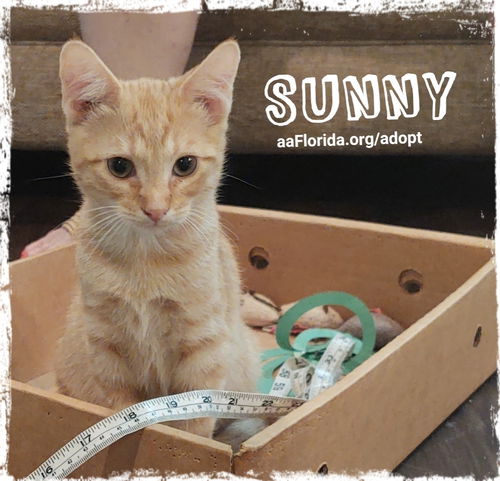 Sunny 2021
