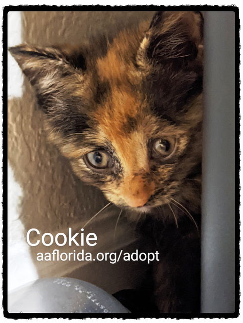 Cookie 2021