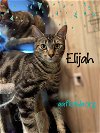 adoptable Cat in pensacola, fl, FL named Elijah