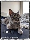 Juno 2021