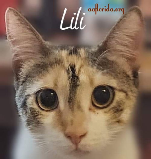 Lili