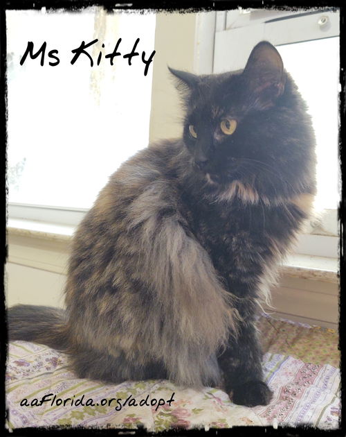 Ms Kitty