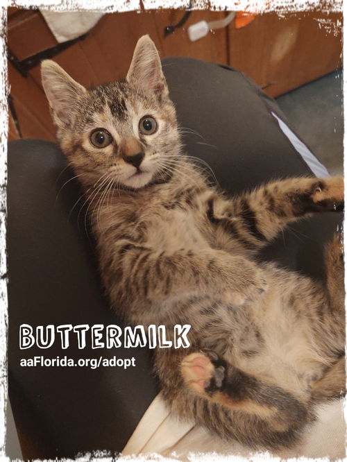 Buttermilk-Rosie