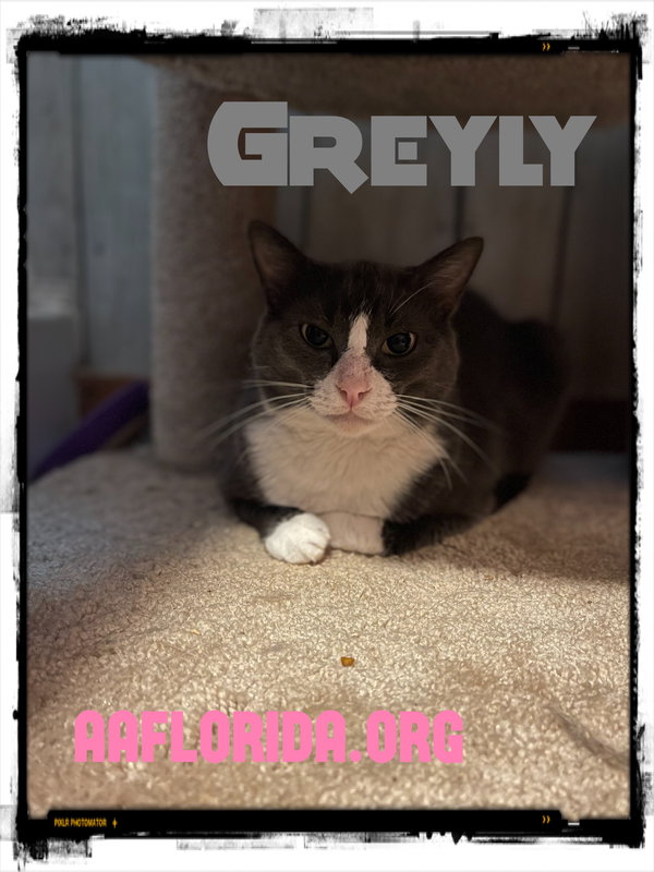 Greyly