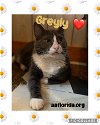 adoptable Cat in pensacola, FL named Greyly