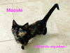 Mooshi