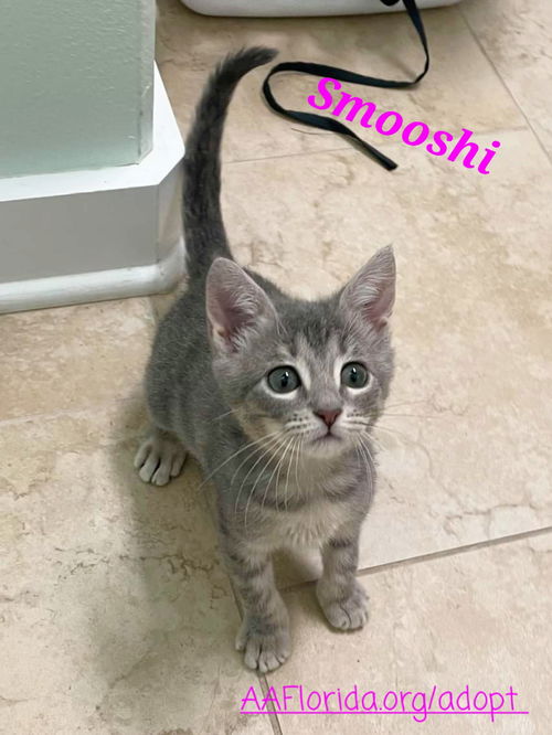Smooshi