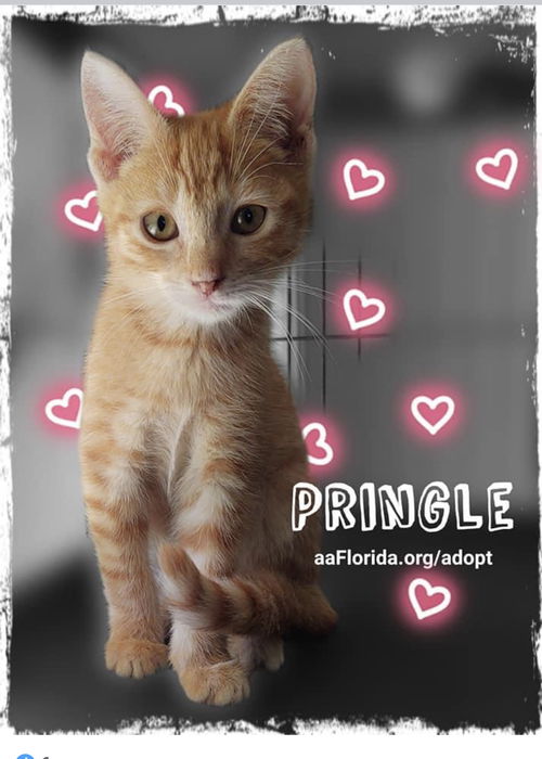 Pringles