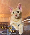Sweet Pea
