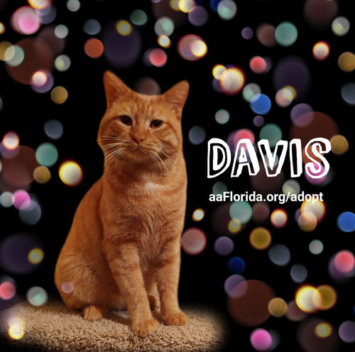 Davis