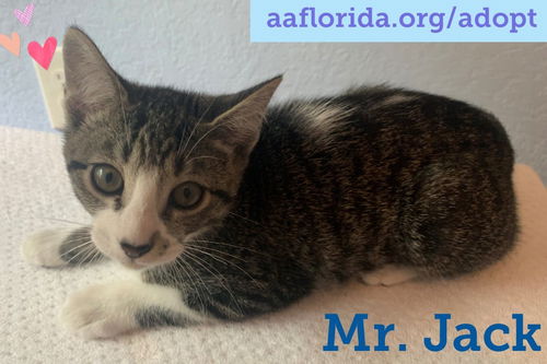 Mr. Jack