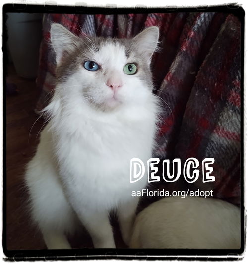 Deuce