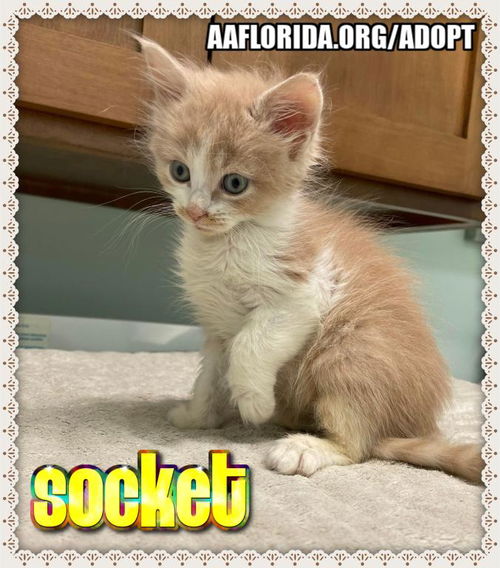 Socket
