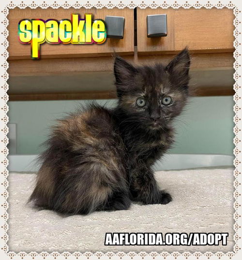 Spackle