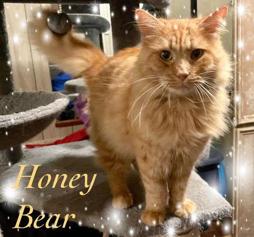 Honey Bear