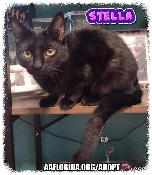 Stella