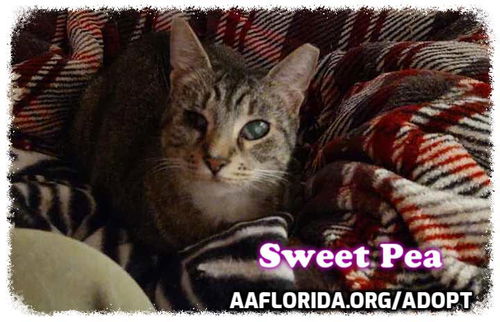 Sweet Pea (Hollis 1/2022)
