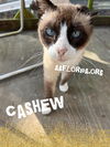 Cashew