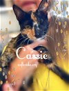 Cassie our one-eyed Calico girl