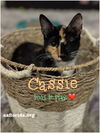 Cassie the one-eyed Calico