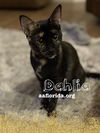 Dahlia the Big Sister