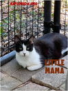 Little Mama our Senior Gal