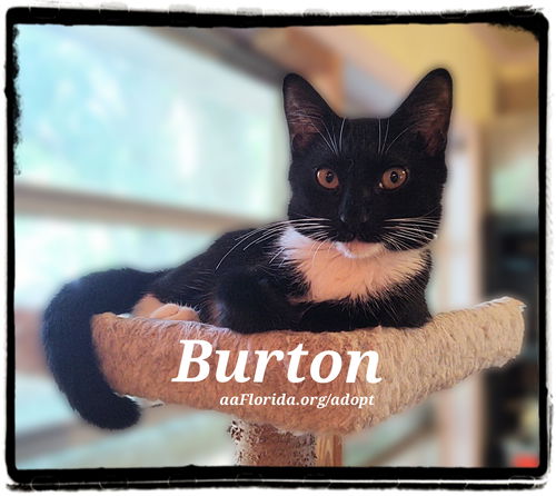 Burton