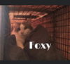Foxy