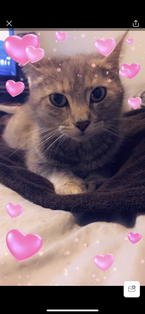 Princess