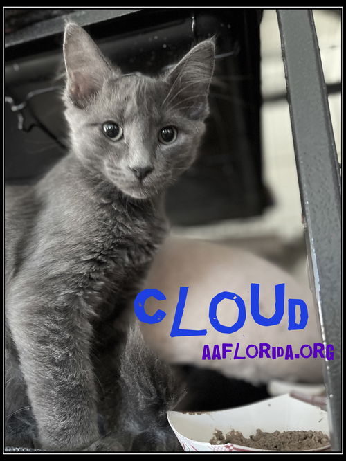 Cloud