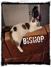 Bishop