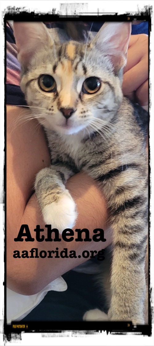 Athena