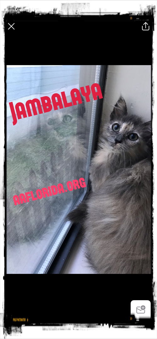 Jambalaya