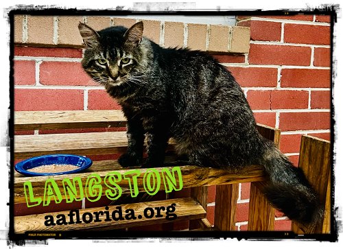 Langston the Maine Coon