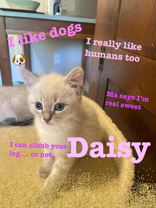 Daisy