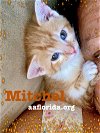 Mitchel-Simba