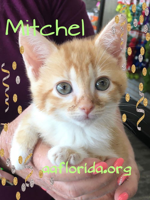 Mitchel-Simba