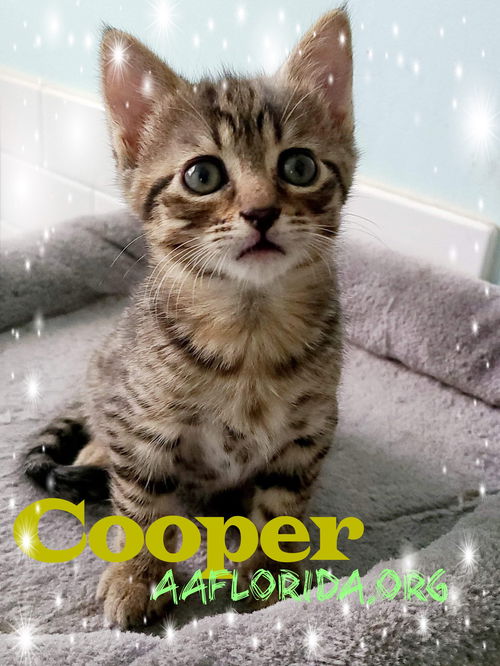 Cooper