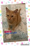 adoptable Cat in pensacola, FL named Annie