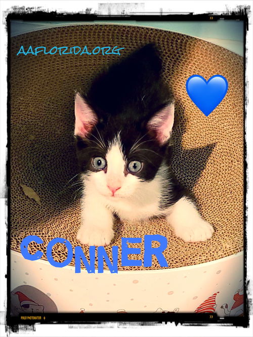 Connor