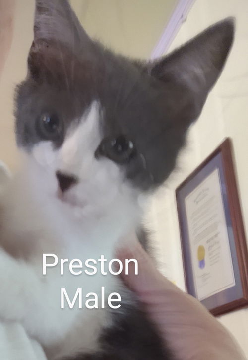 Preston