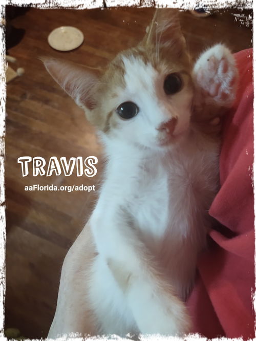 Travis