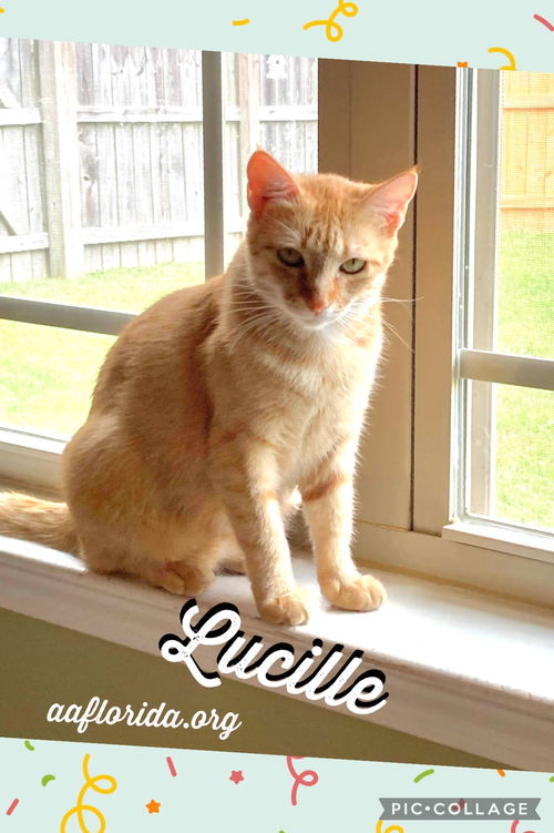 Lucille