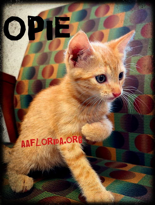 Opie