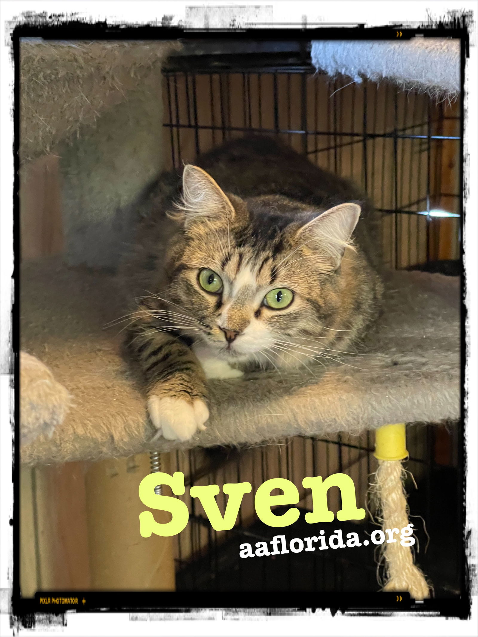 adoptable Cat in Pensacola, FL named Sven