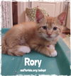 Rory the Red King